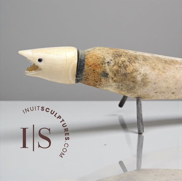 30” Alaskan Shark by Harrison Miklahook Jr *Shark Week*