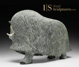 17" SIGNATURE Muskox by Lucassie Ikkidluak "Limey*