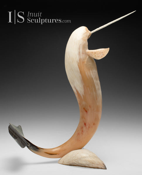 21" Muskox Horn Narwhal  by Paul Malliki *Neptune* CURATOR'S CHOICE