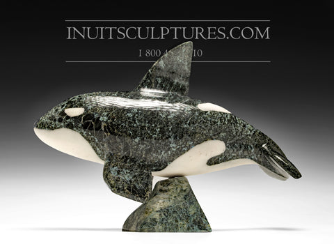 10" Orca Whale by Johnnysa Mathewsie