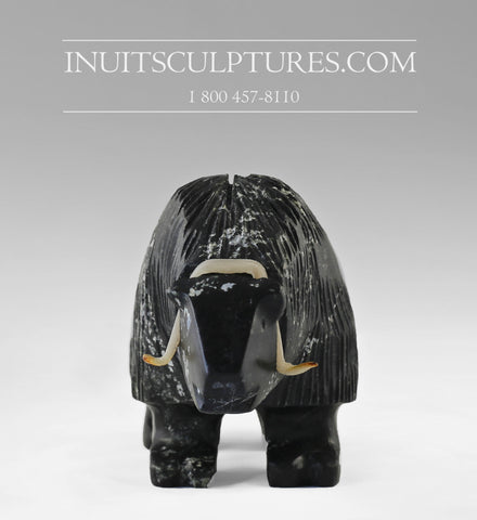 10"  Muskox by Louie Uttaq  Gjoa Haven *Tank*