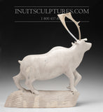 21" Museum Sculpture Camouflage Caribou (2001) by Master Carver Moses Koonark