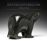 16" Striking Black Walking Bear by Ashevak Adla