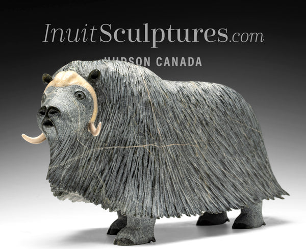 18" SIGNATURE Muskox by Lucassie Ikkidluaq *Capra*