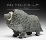 20" Muskox by Elite Carver Lucassie Ikkidluaq *Windswept Warrior*