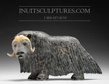 13" Iconic Masterpiece Muskox by Lucassie Ikkidluaq