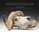 28" Full Muskox Skull  (died natural cause)