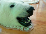 Original Polar Bear Skin Rug